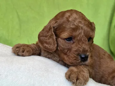 Cavapoo - Jonathan