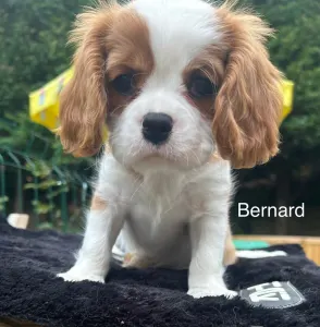 Cavalier King Charles Spaniel - Bernard