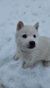 Siberian Husky - Rubin Of Polar Moonlights