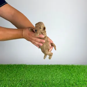 Pudeli de jucarie si pitici - Bunny