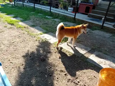 Shiba - Beauty Of The East Aiko