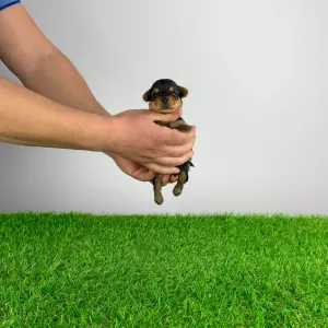 Yorkshire Terrier - Pando