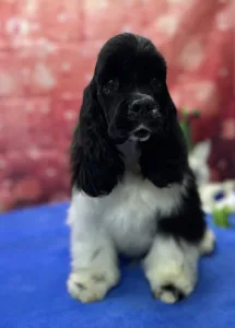 Amerikai cocker spániel - Psycho