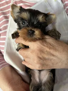 Yorkshire Terrier - Pandora