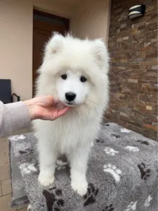 Szamojéd - Aurora-zoe Snowcrystals Of Victoria