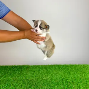 Welsh Corgi Pembroke - Dazzler