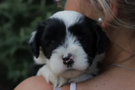 Tibetan Terrier - King