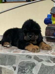 Tibetan Mastiff - Athena