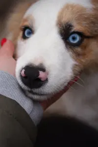Border Collie - Atlantic
