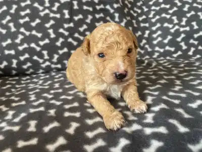 Trpasličí pudl - Domian