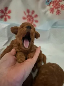 Pudel toy - Aston Christina Diamond Dream 