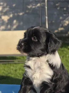 Tibeti terrier - Indiana 