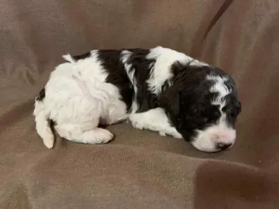 Lagotto Romagnolo - Friendly Lagotto Killy