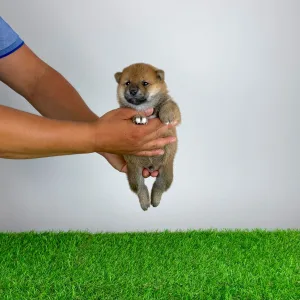 Shiba - Tako