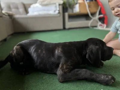 Chien de cour italien - Brenda