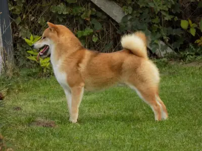 Shiba - Bosco