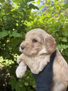 Labradoodle - Diego