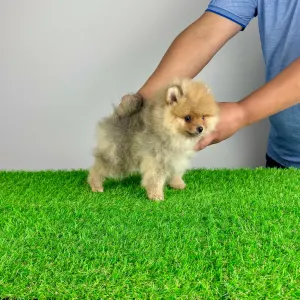 German Pomeranian Spitz - Eclips