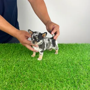 Chihuahua - Lido