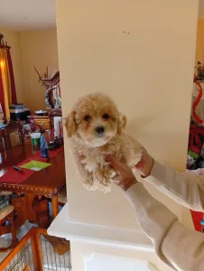 Maltipoo - Odie