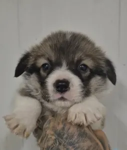 Pembroke Welsh Corgi - Kis Gróf