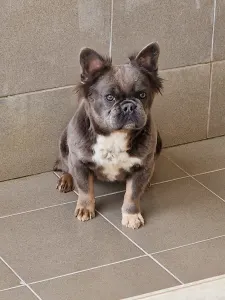 Bouledogue français - Emma