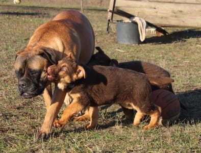 German Shepherd Dog - Rawda