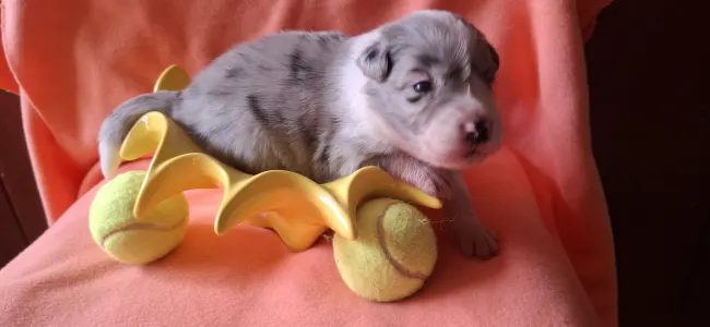 Border Collie - Frenklin