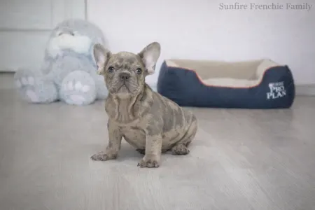 Französische Bulldogge - Avocado