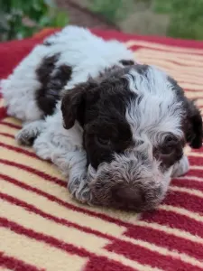 Lagotto Romanjolo - Delittle The Royal Town Of Bobovac