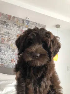 Лабрадудль - Derton Australian Labradoodle 