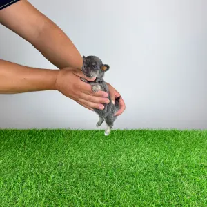 Chihuahua - Orina