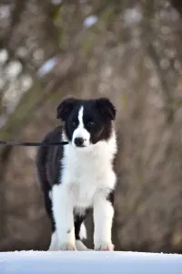 Border Collie - Gingers Heritage Call Me Legend