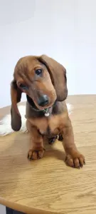 Dachshund - Arthur