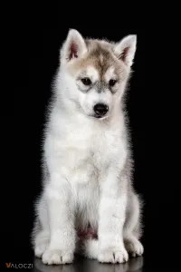 Siberian Husky - Saint Michael Island Before I Forget