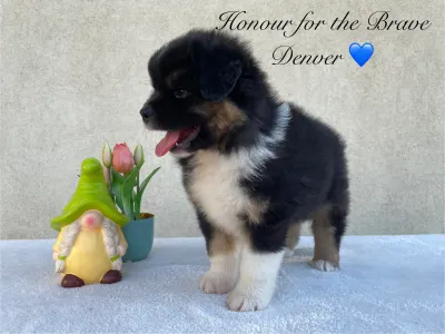 Berger australien - Honour For The Brave Denver