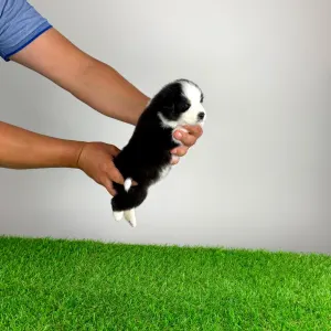Australian Shepherd - Heyda