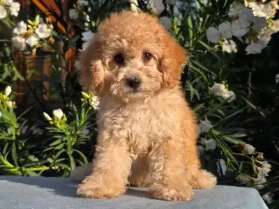 Cavapoo - Filou