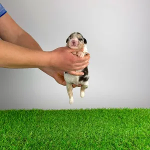 Australian Shepherd - Bennett 