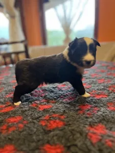 Border Collie - Gvinet