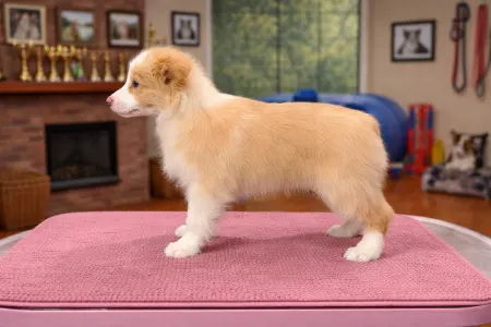 Border Collie - Red Girly