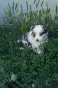 Border Collie - Kék Nyakörv/blue Merle Kan