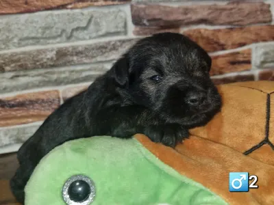 Miniature Schnauzer - J Male2
