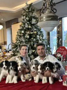 Australian Shepherd - Budnat Aussies