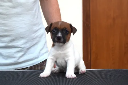 Jack Russell Terrier - Xandro