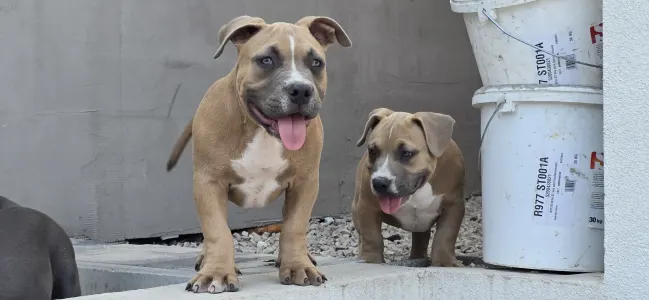 American Bully - Pocket - Bbb 