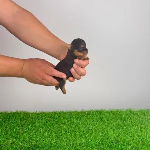 Yorkshire Terrier - Volt