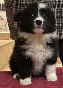 Border Collie - Gvinet