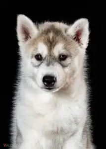 Siberian Husky - Saint Michael Island Before I Forget