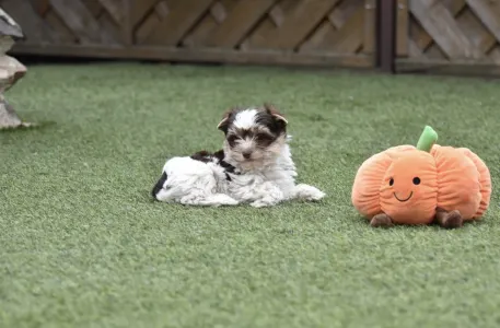 Biewer Yorkshire - Quentin (biro)